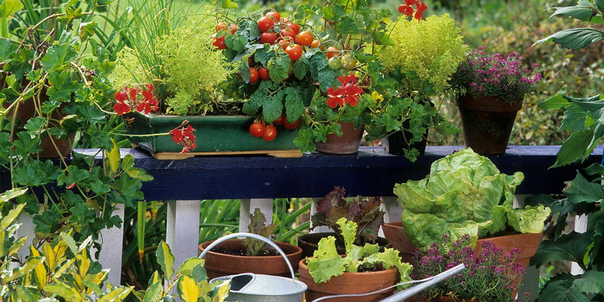 Come creare il tuo primo orto nel balcone di casa